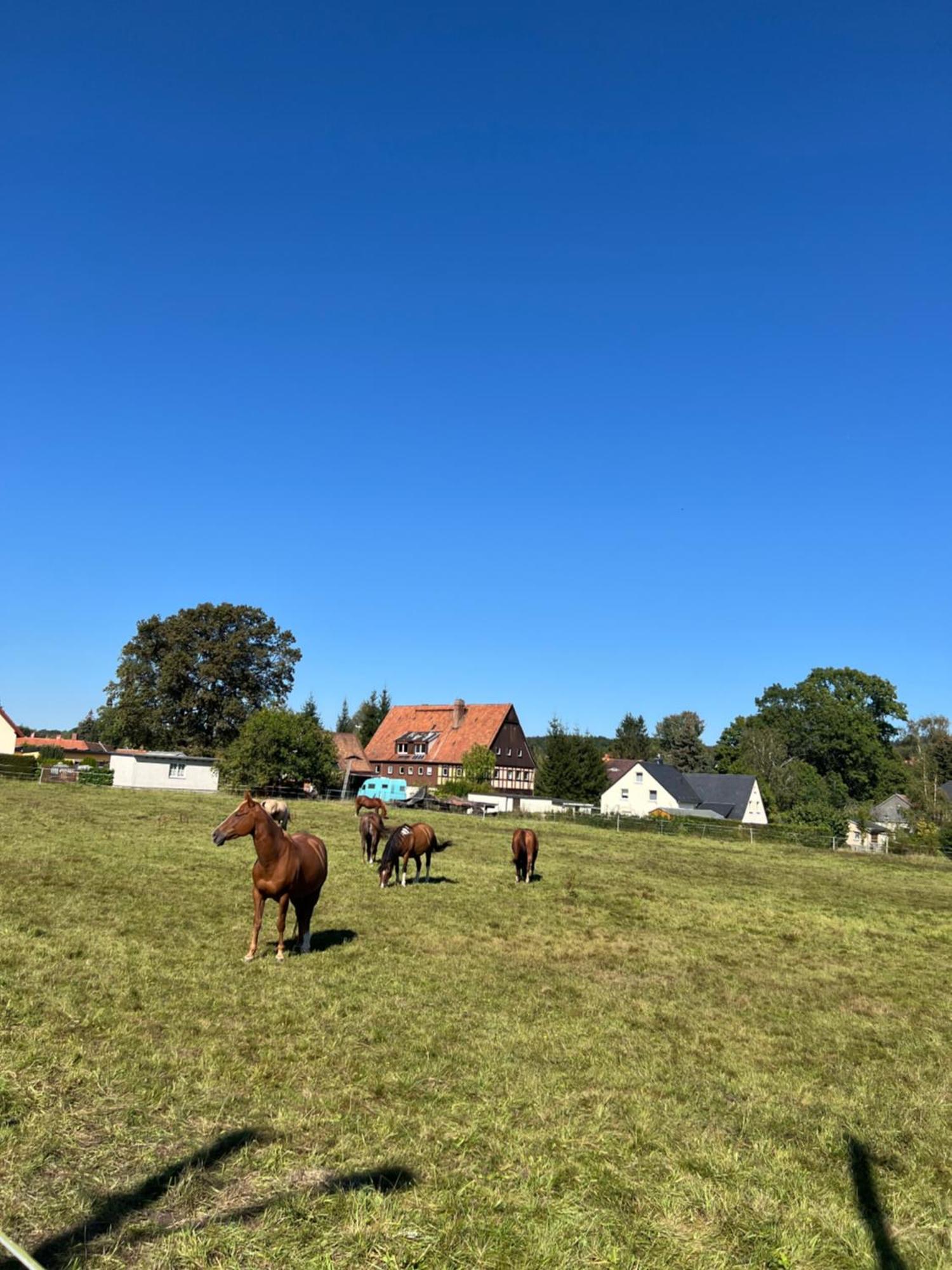 Ferienwohnung Kottmar Walddorf  Dış mekan fotoğraf